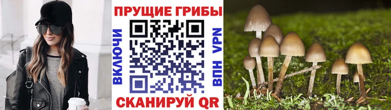 наркота  Заполярный  Галлюциногенные грибы Magic Shrooms 